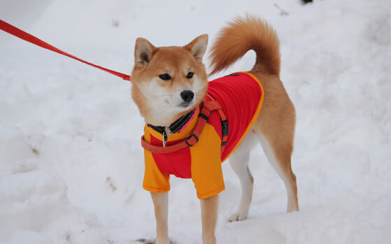 节奏的主宰者,当尼日利亚的奔放遇上勒沃库森的精密,萨拉赫的掌控艺术