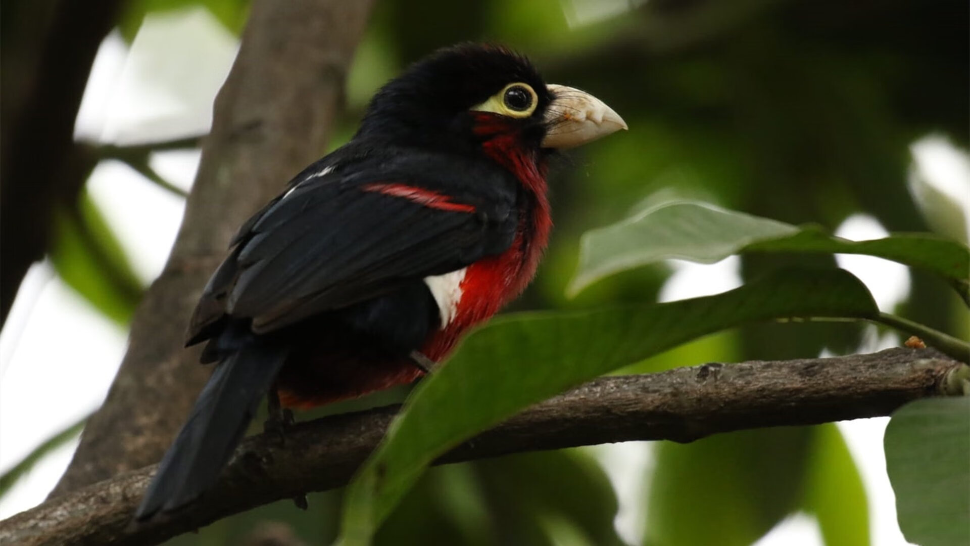 绝境双雄,从韩国生死战到巴雷拉接管之夜