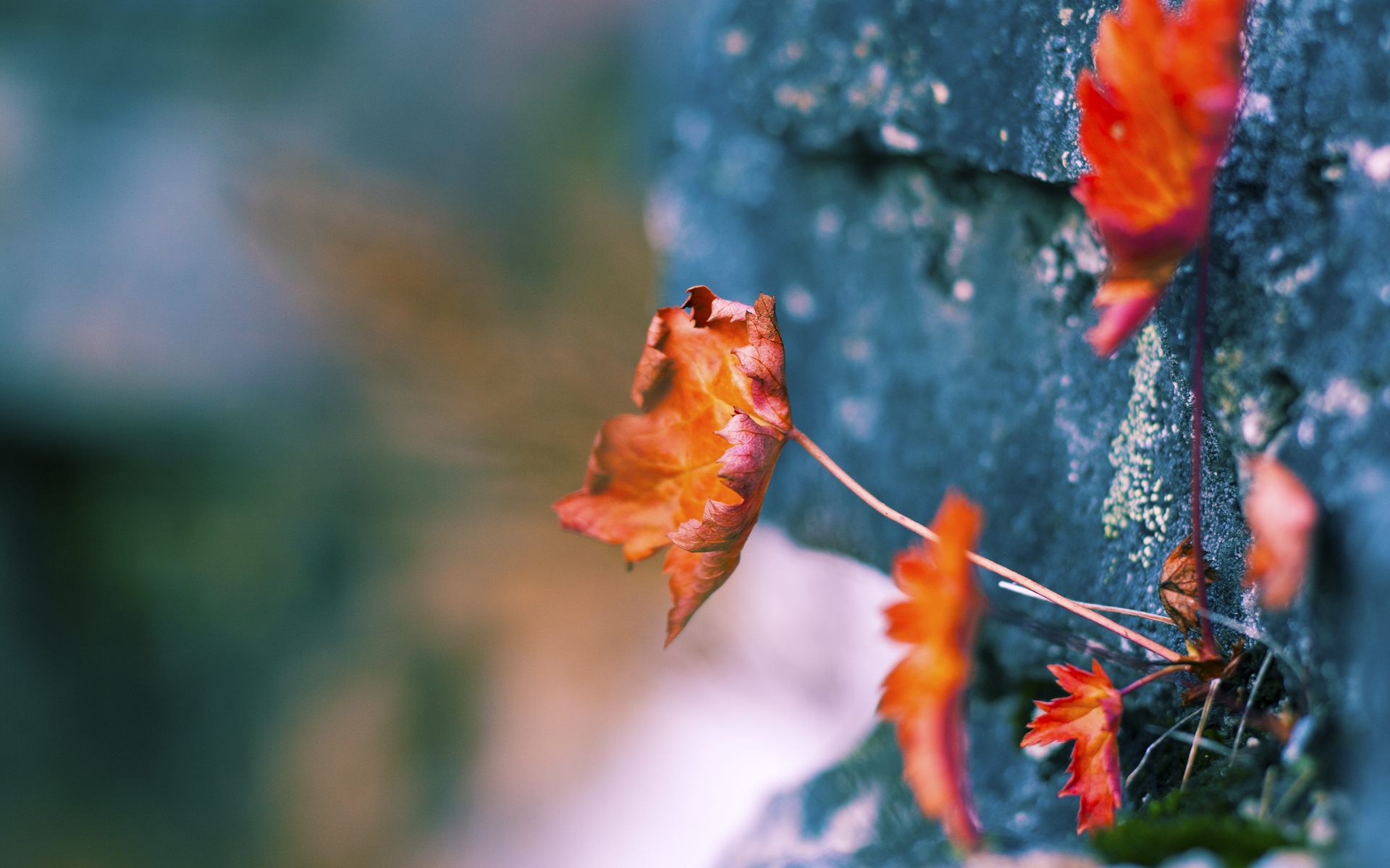 当詹姆斯黯然退场，武切维奇用一场安静的革命告诉世界，篮球从不只有一种打法