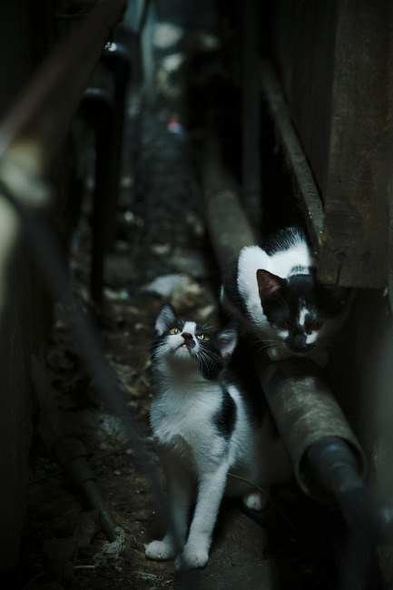 开云官网-闪耀全场的久保建英，葡萄牙3-1力克哥斯达黎加，日本天才成关键先生