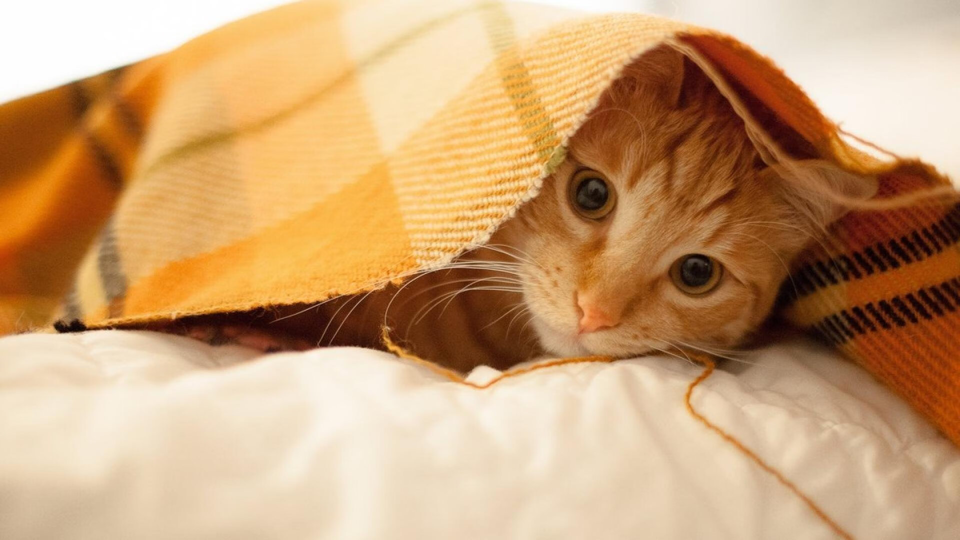 开云APP-绿茵灯光，努涅斯的世界排名之夜，愈压愈强的舞台哲思