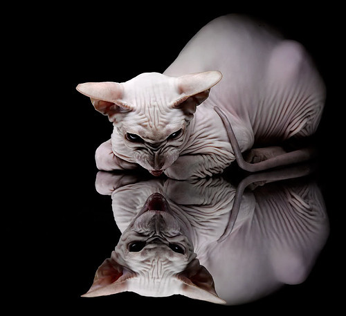 福克斯末节17分神迹!爵士生死战逆转山西,保留季后赛火种