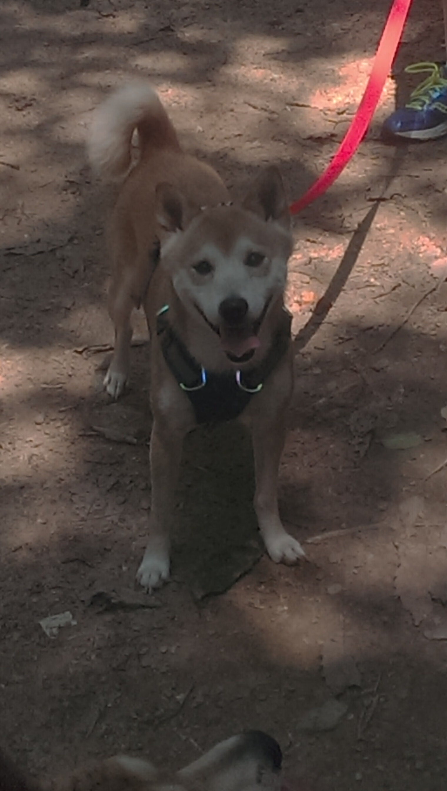 开云APP-绿茵灯光，努涅斯的世界排名之夜，愈压愈强的舞台哲思