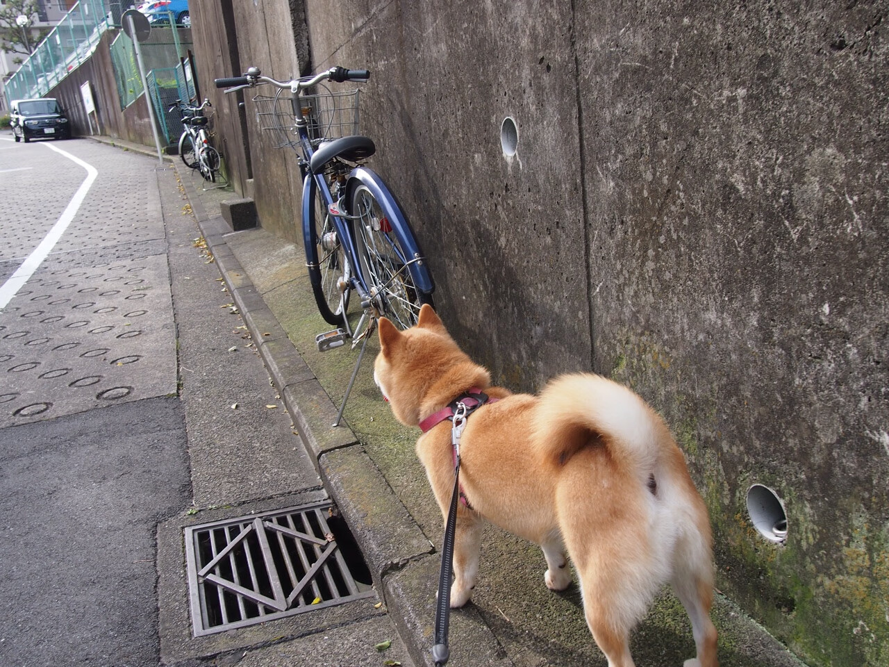 山西盾牌粉碎公牛利角，字母哥化身关键先生诠释何为定海神针